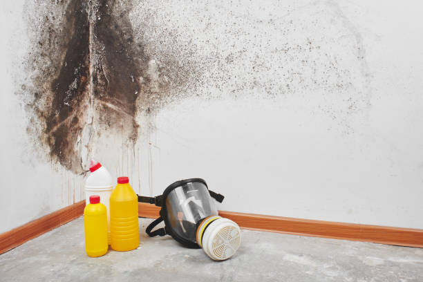 Best Mold Damage Repair  in Lford, MI