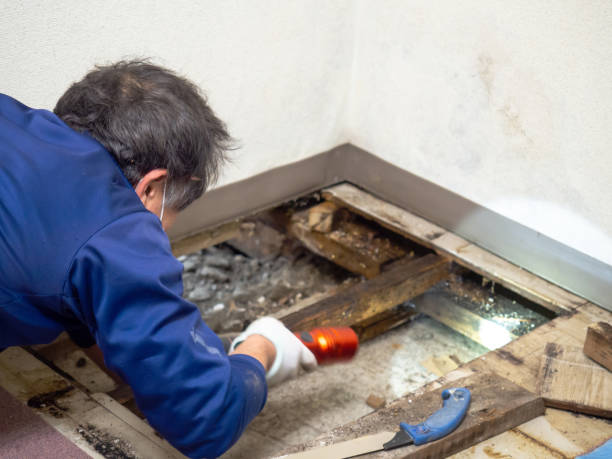 Best Mold Removal Company Near Me  in Lford, MI