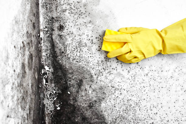 Best Toxic Mold Removal  in Lford, MI