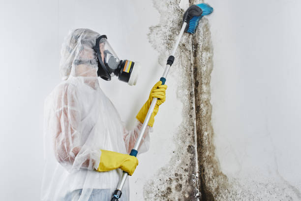 Best Mold Damage Repair  in Lford, MI