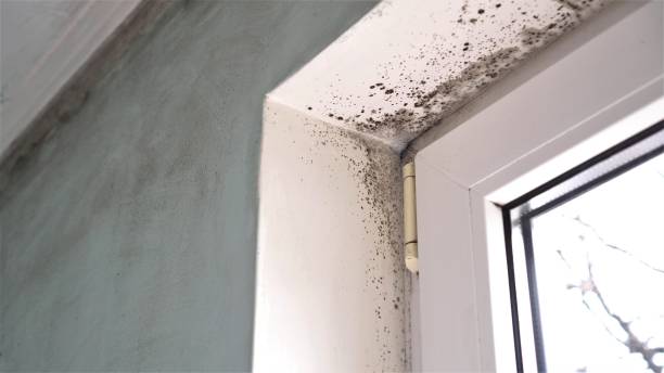 Best Attic Mold Removal  in Lford, MI