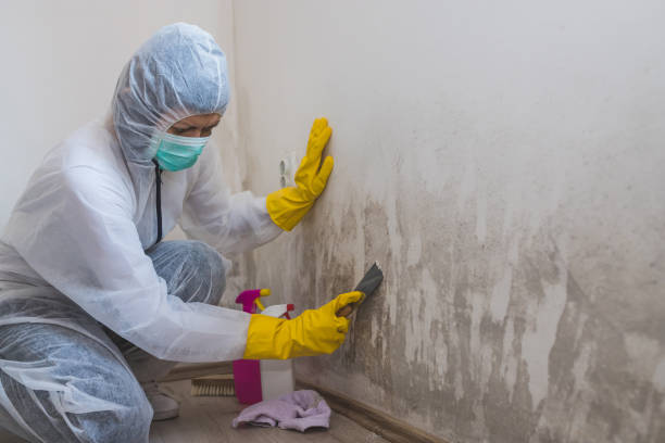 Best Mold Removal and Inspection  in Lford, MI