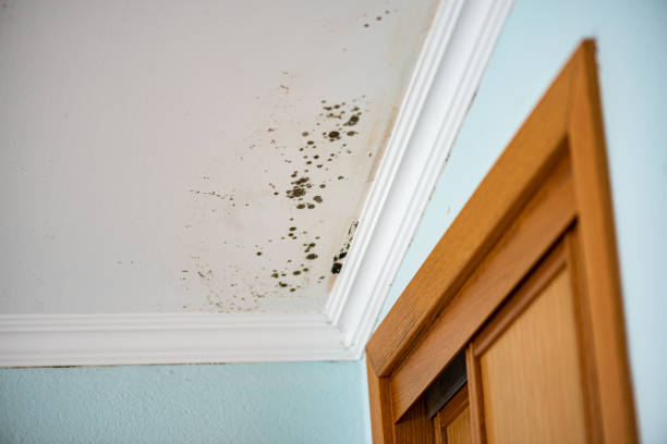 Best Mold Removal Company Near Me  in Lford, MI