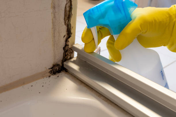Best Mold Removal and Inspection  in Lford, MI