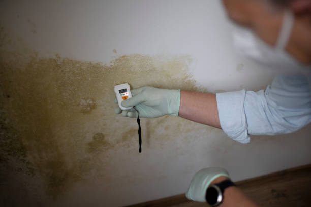 Mold Removal Process in Milford, MI