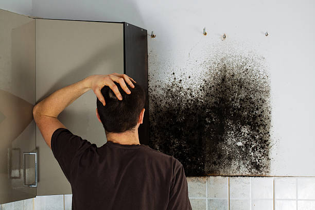 Best Commercial Mold Removal  in Lford, MI