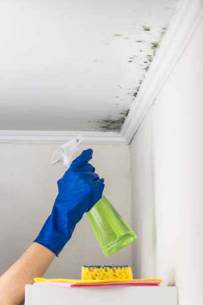 Best Certified Mold Removal  in Lford, MI